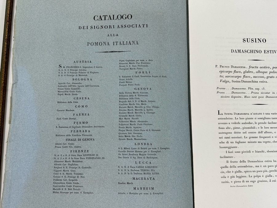 Giorgio Gallesio (1772-1839, Italian Botanist) Pomona Italiana, Ossia Trattato Degli Alberi Fruttiferi (Treatise On Fruit Trees) Original Antique Hand-Colored Engraving From Folio Incl Text Describing Fruit Framed 13.5 X 19 RARE $600+ [Photo 14]