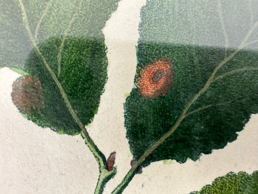 Giorgio Gallesio (1772-1839, Italian Botanist) Pomona Italiana, Ossia Trattato Degli Alberi Fruttiferi (Treatise On Fruit Trees) Original Antique Hand-Colored Engraving From Folio Incl Text Describing Fruit Framed 13.5 X 19 RARE $600+ [Photo 7]