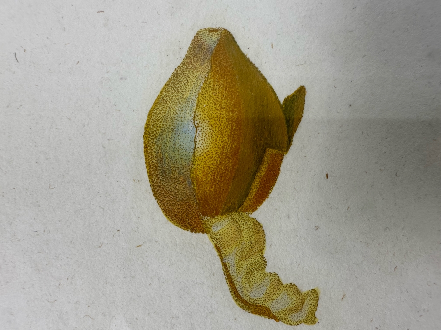 Giorgio Gallesio (1772-1839, Italian Botanist) Pomona Italiana, Ossia Trattato Degli Alberi Fruttiferi (Treatise On Fruit Trees) Original Antique Hand-Colored Engraving From Folio Incl Text Describing Fruit Framed 13.5 X 19 RARE $600+ [Photo 8]