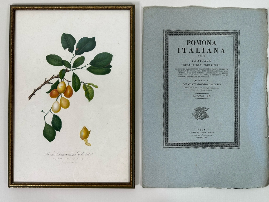 Giorgio Gallesio (1772-1839, Italian Botanist) Pomona Italiana, Ossia Trattato Degli Alberi Fruttiferi (Treatise On Fruit Trees) Original Antique Hand-Colored Engraving From Folio Incl Text Describing Fruit Framed 13.5 X 19 RARE $600+ [Photo 3]