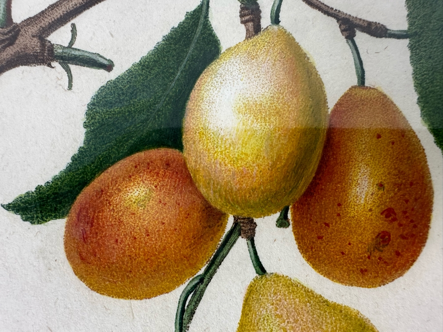 Giorgio Gallesio (1772-1839, Italian Botanist) Pomona Italiana, Ossia Trattato Degli Alberi Fruttiferi (Treatise On Fruit Trees) Original Antique Hand-Colored Engraving From Folio Incl Text Describing Fruit Framed 13.5 X 19 RARE $600+ [Photo 6]