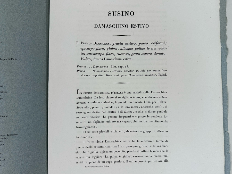 Giorgio Gallesio (1772-1839, Italian Botanist) Pomona Italiana, Ossia Trattato Degli Alberi Fruttiferi (Treatise On Fruit Trees) Original Antique Hand-Colored Engraving From Folio Incl Text Describing Fruit Framed 13.5 X 19 RARE $600+ [Photo 16]