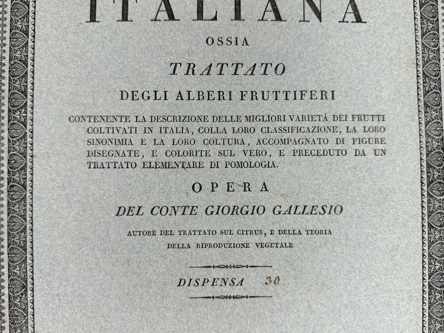 Giorgio Gallesio (1772-1839, Italian Botanist) Pomona Italiana, Ossia Trattato Degli Alberi Fruttiferi (Treatise On Fruit Trees) Original Antique Hand-Colored Engraving From Folio Incl Text Describing Fruit Framed 13.5 X 19 RARE $600+ [Photo 12]