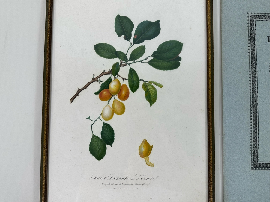 Giorgio Gallesio (1772-1839, Italian Botanist) Pomona Italiana, Ossia Trattato Degli Alberi Fruttiferi (Treatise On Fruit Trees) Original Antique Hand-Colored Engraving From Folio Incl Text Describing Fruit Framed 13.5 X 19 RARE $600+ [Photo 4]