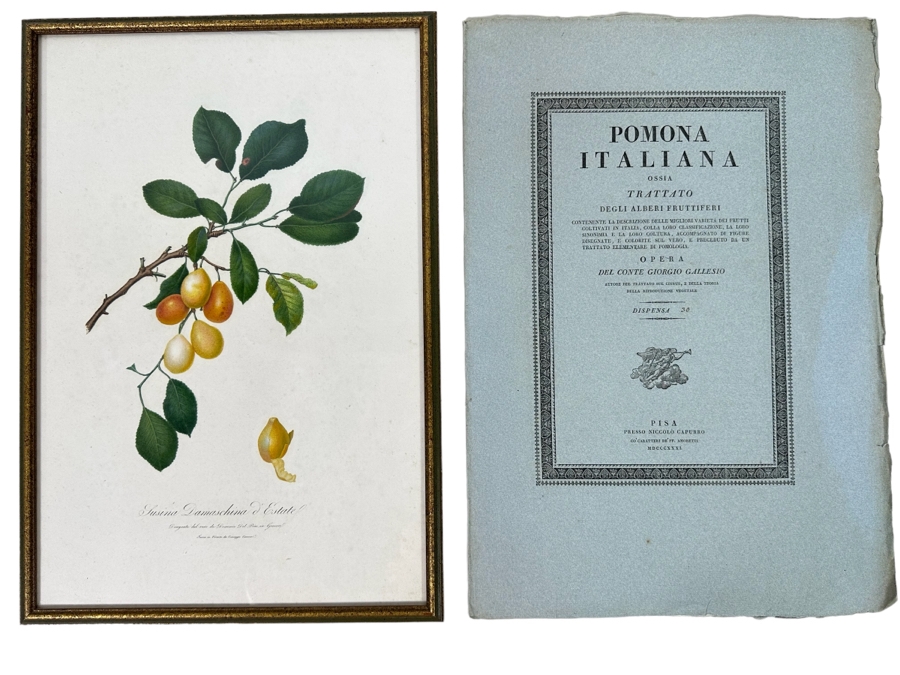 Giorgio Gallesio (1772-1839, Italian Botanist) Pomona Italiana, Ossia Trattato Degli Alberi Fruttiferi (Treatise On Fruit Trees) Original Antique Hand-Colored Engraving From Folio Incl Text Describing Fruit Framed 13.5 X 19 RARE $600+