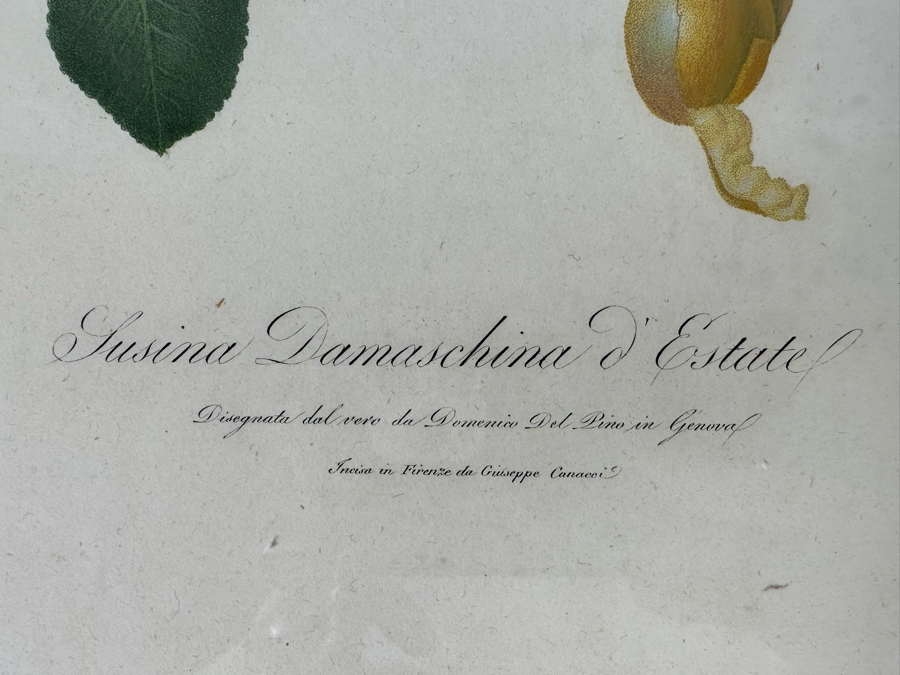 Giorgio Gallesio (1772-1839, Italian Botanist) Pomona Italiana, Ossia Trattato Degli Alberi Fruttiferi (Treatise On Fruit Trees) Original Antique Hand-Colored Engraving From Folio Incl Text Describing Fruit Framed 13.5 X 19 RARE $600+ [Photo 9]