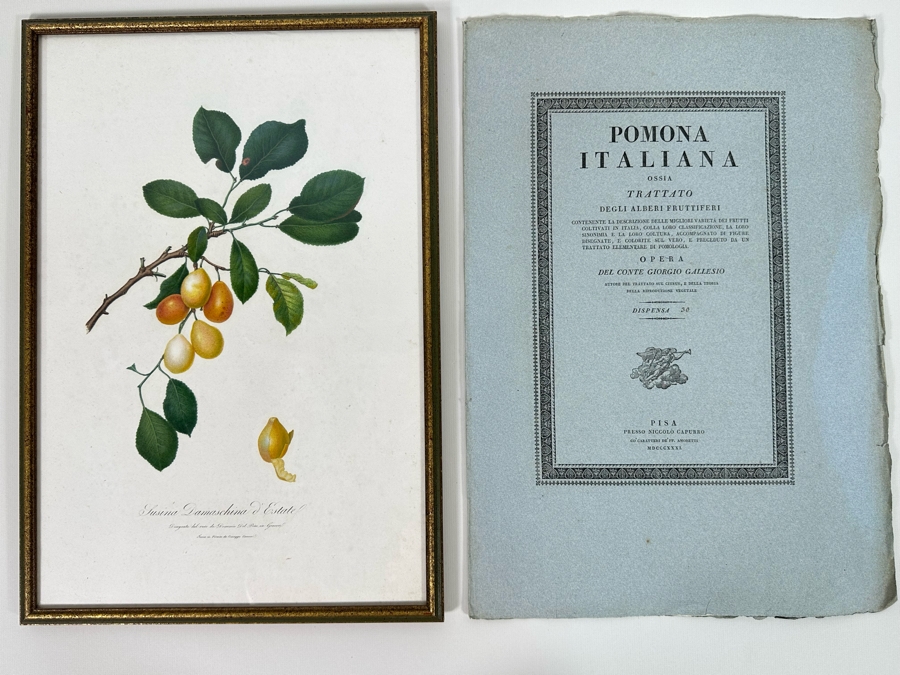 Giorgio Gallesio (1772-1839, Italian Botanist) Pomona Italiana, Ossia Trattato Degli Alberi Fruttiferi (Treatise On Fruit Trees) Original Antique Hand-Colored Engraving From Folio Incl Text Describing Fruit Framed 13.5 X 19 RARE $600+ [Photo 2]