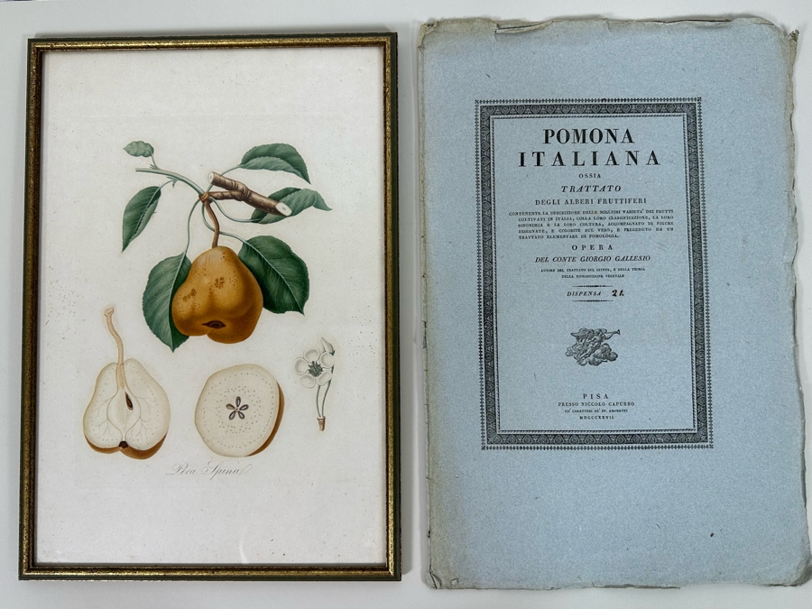 Giorgio Gallesio (1772-1839, Italian Botanist) Pomona Italiana, Ossia Trattato Degli Alberi Fruttiferi (Treatise On Fruit Trees) Original Antique Hand-Colored Engraving From Folio Incl Text Describing Fruit Framed 13.5 X 19 RARE $600+ [Photo 2]