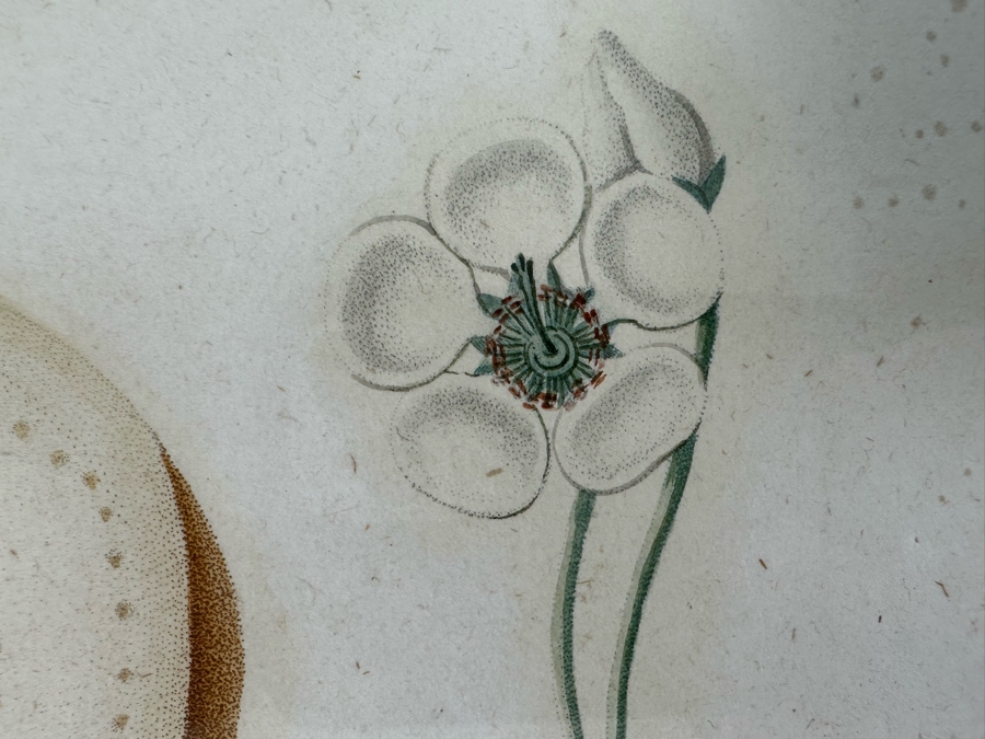 Giorgio Gallesio (1772-1839, Italian Botanist) Pomona Italiana, Ossia Trattato Degli Alberi Fruttiferi (Treatise On Fruit Trees) Original Antique Hand-Colored Engraving From Folio Incl Text Describing Fruit Framed 13.5 X 19 RARE $600+ [Photo 11]