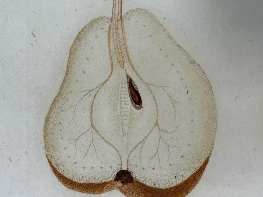 Giorgio Gallesio (1772-1839, Italian Botanist) Pomona Italiana, Ossia Trattato Degli Alberi Fruttiferi (Treatise On Fruit Trees) Original Antique Hand-Colored Engraving From Folio Incl Text Describing Fruit Framed 13.5 X 19 RARE $600+ [Photo 10]