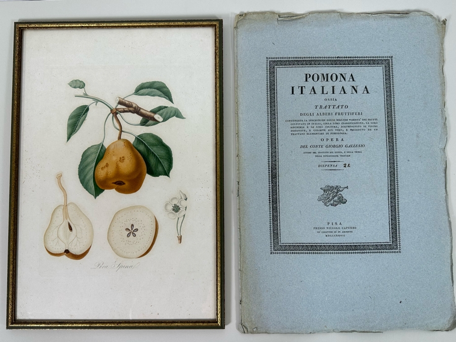 Giorgio Gallesio (1772-1839, Italian Botanist) Pomona Italiana, Ossia Trattato Degli Alberi Fruttiferi (Treatise On Fruit Trees) Original Antique Hand-Colored Engraving From Folio Incl Text Describing Fruit Framed 13.5 X 19 RARE $600+ [Photo 3]