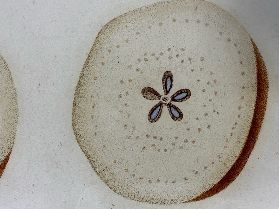 Giorgio Gallesio (1772-1839, Italian Botanist) Pomona Italiana, Ossia Trattato Degli Alberi Fruttiferi (Treatise On Fruit Trees) Original Antique Hand-Colored Engraving From Folio Incl Text Describing Fruit Framed 13.5 X 19 RARE $600+ [Photo 9]