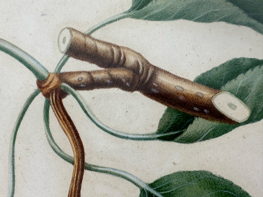 Giorgio Gallesio (1772-1839, Italian Botanist) Pomona Italiana, Ossia Trattato Degli Alberi Fruttiferi (Treatise On Fruit Trees) Original Antique Hand-Colored Engraving From Folio Incl Text Describing Fruit Framed 13.5 X 19 RARE $600+ [Photo 7]