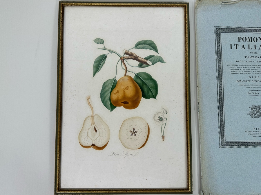 Giorgio Gallesio (1772-1839, Italian Botanist) Pomona Italiana, Ossia Trattato Degli Alberi Fruttiferi (Treatise On Fruit Trees) Original Antique Hand-Colored Engraving From Folio Incl Text Describing Fruit Framed 13.5 X 19 RARE $600+ [Photo 4]