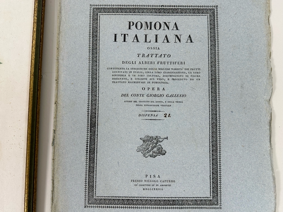 Giorgio Gallesio (1772-1839, Italian Botanist) Pomona Italiana, Ossia Trattato Degli Alberi Fruttiferi (Treatise On Fruit Trees) Original Antique Hand-Colored Engraving From Folio Incl Text Describing Fruit Framed 13.5 X 19 RARE $600+ [Photo 13]