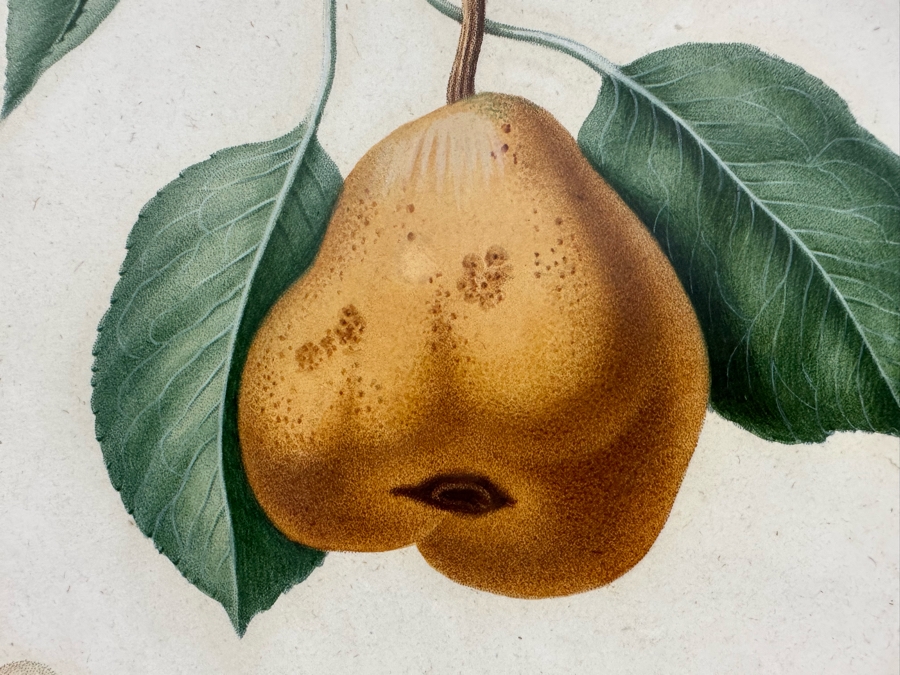 Giorgio Gallesio (1772-1839, Italian Botanist) Pomona Italiana, Ossia Trattato Degli Alberi Fruttiferi (Treatise On Fruit Trees) Original Antique Hand-Colored Engraving From Folio Incl Text Describing Fruit Framed 13.5 X 19 RARE $600+ [Photo 6]