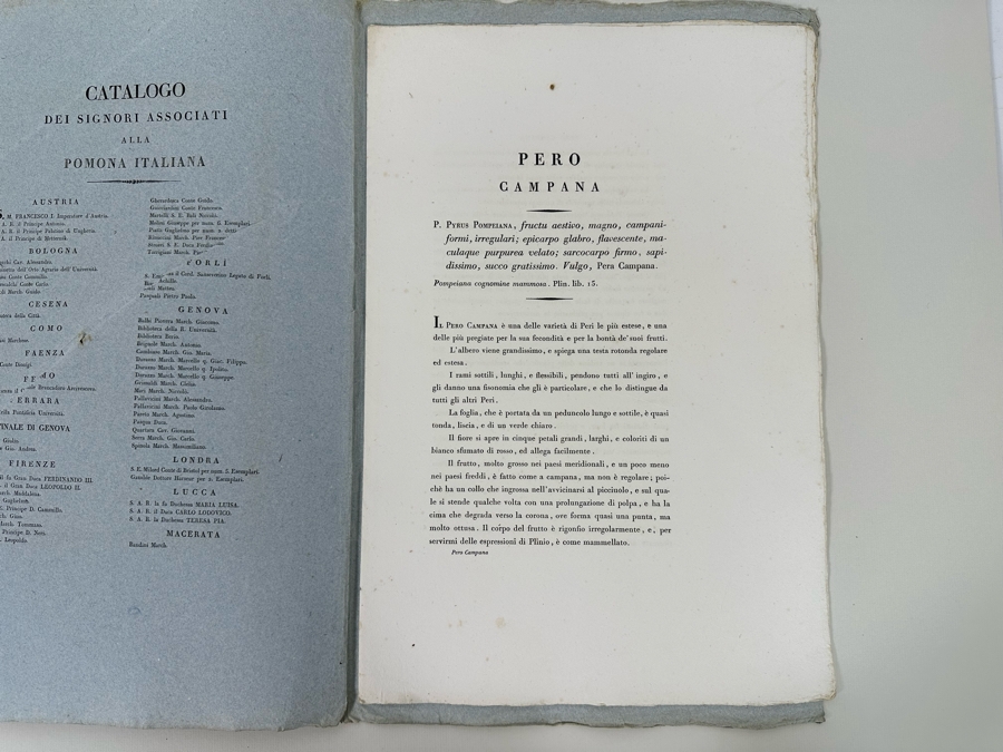 Giorgio Gallesio (1772-1839, Italian Botanist) Pomona Italiana, Ossia Trattato Degli Alberi Fruttiferi (Treatise On Fruit Trees) Original Antique Hand-Colored Engraving From Folio Incl Text Describing Fruit Framed 13.5 X 19 RARE $600+ [Photo 16]