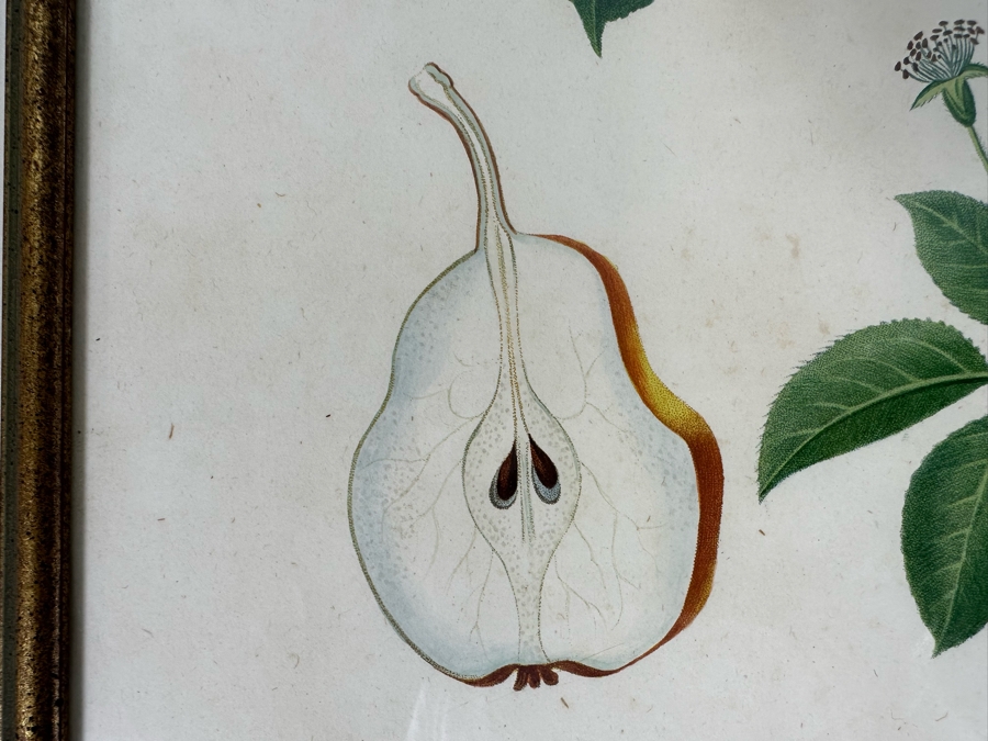 Giorgio Gallesio (1772-1839, Italian Botanist) Pomona Italiana, Ossia Trattato Degli Alberi Fruttiferi (Treatise On Fruit Trees) Original Antique Hand-Colored Engraving From Folio Incl Text Describing Fruit Framed 13.5 X 19 RARE $600+ [Photo 9]