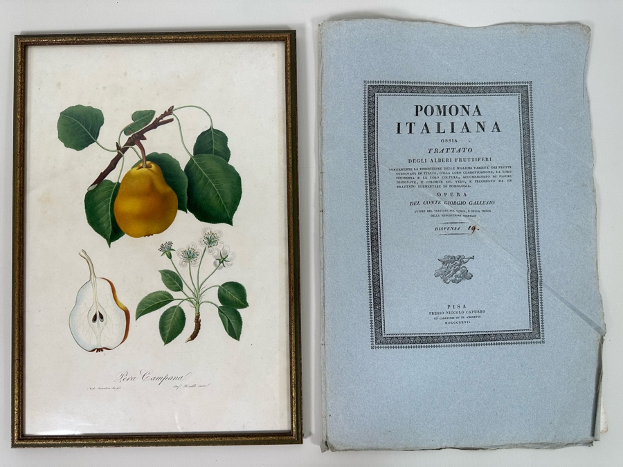 Giorgio Gallesio (1772-1839, Italian Botanist) Pomona Italiana, Ossia Trattato Degli Alberi Fruttiferi (Treatise On Fruit Trees) Original Antique Hand-Colored Engraving From Folio Incl Text Describing Fruit Framed 13.5 X 19 RARE $600+ [Photo 2]