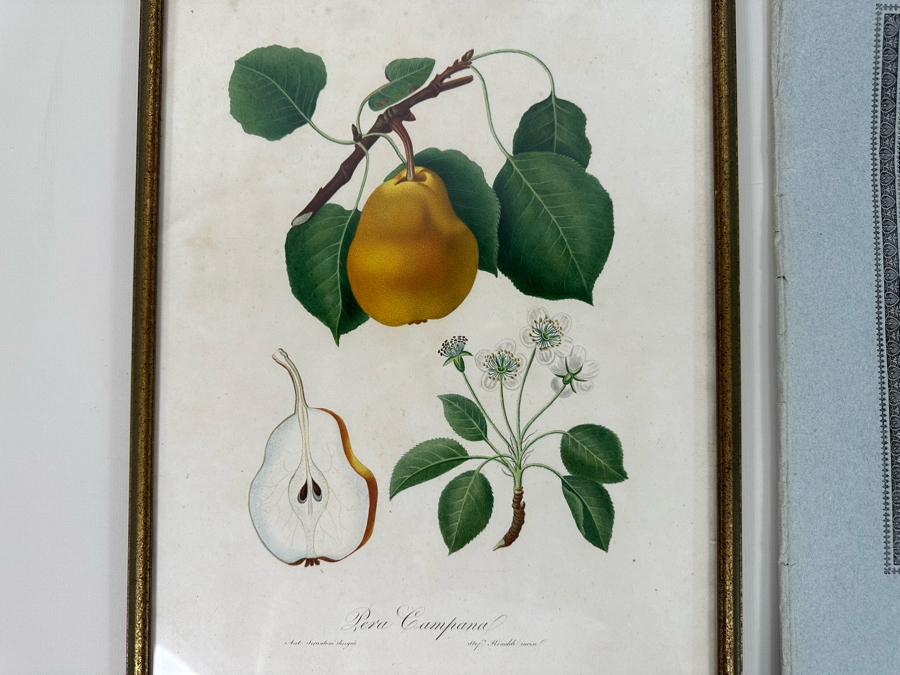 Giorgio Gallesio (1772-1839, Italian Botanist) Pomona Italiana, Ossia Trattato Degli Alberi Fruttiferi (Treatise On Fruit Trees) Original Antique Hand-Colored Engraving From Folio Incl Text Describing Fruit Framed 13.5 X 19 RARE $600+ [Photo 4]