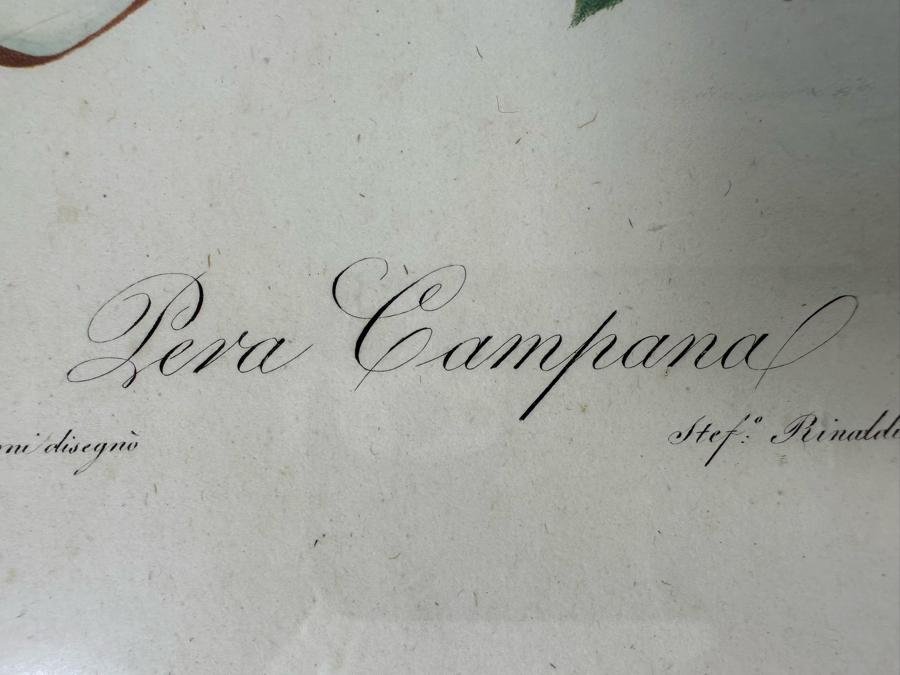 Giorgio Gallesio (1772-1839, Italian Botanist) Pomona Italiana, Ossia Trattato Degli Alberi Fruttiferi (Treatise On Fruit Trees) Original Antique Hand-Colored Engraving From Folio Incl Text Describing Fruit Framed 13.5 X 19 RARE $600+ [Photo 12]