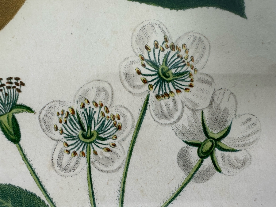 Giorgio Gallesio (1772-1839, Italian Botanist) Pomona Italiana, Ossia Trattato Degli Alberi Fruttiferi (Treatise On Fruit Trees) Original Antique Hand-Colored Engraving From Folio Incl Text Describing Fruit Framed 13.5 X 19 RARE $600+ [Photo 8]