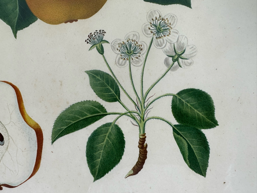 Giorgio Gallesio (1772-1839, Italian Botanist) Pomona Italiana, Ossia Trattato Degli Alberi Fruttiferi (Treatise On Fruit Trees) Original Antique Hand-Colored Engraving From Folio Incl Text Describing Fruit Framed 13.5 X 19 RARE $600+ [Photo 7]