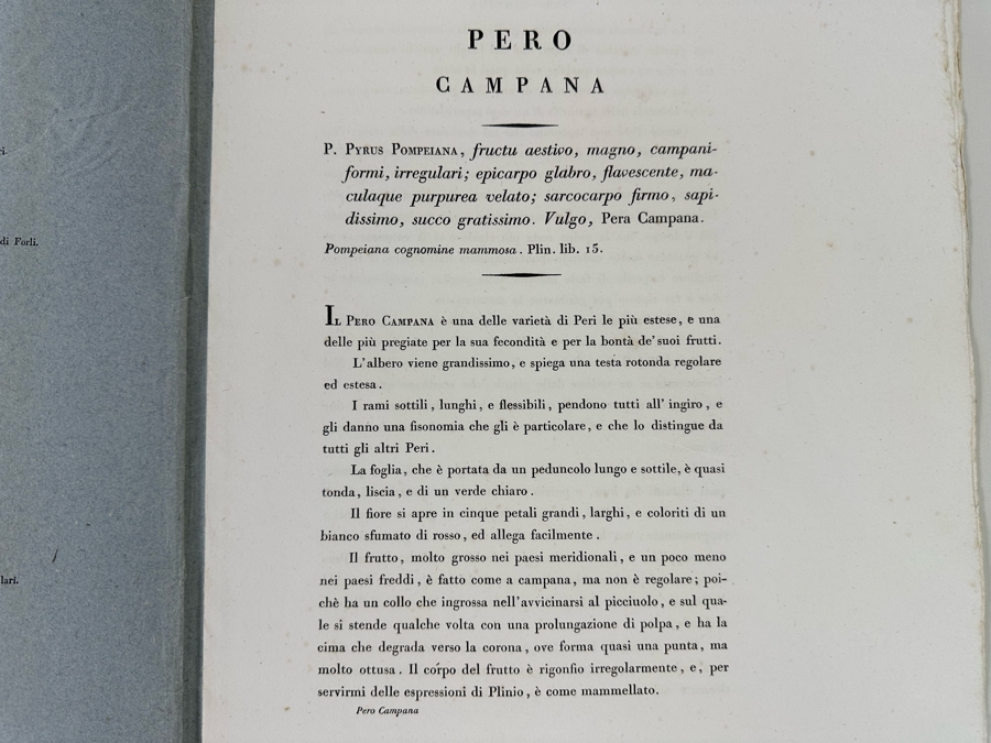 Giorgio Gallesio (1772-1839, Italian Botanist) Pomona Italiana, Ossia Trattato Degli Alberi Fruttiferi (Treatise On Fruit Trees) Original Antique Hand-Colored Engraving From Folio Incl Text Describing Fruit Framed 13.5 X 19 RARE $600+ [Photo 17]