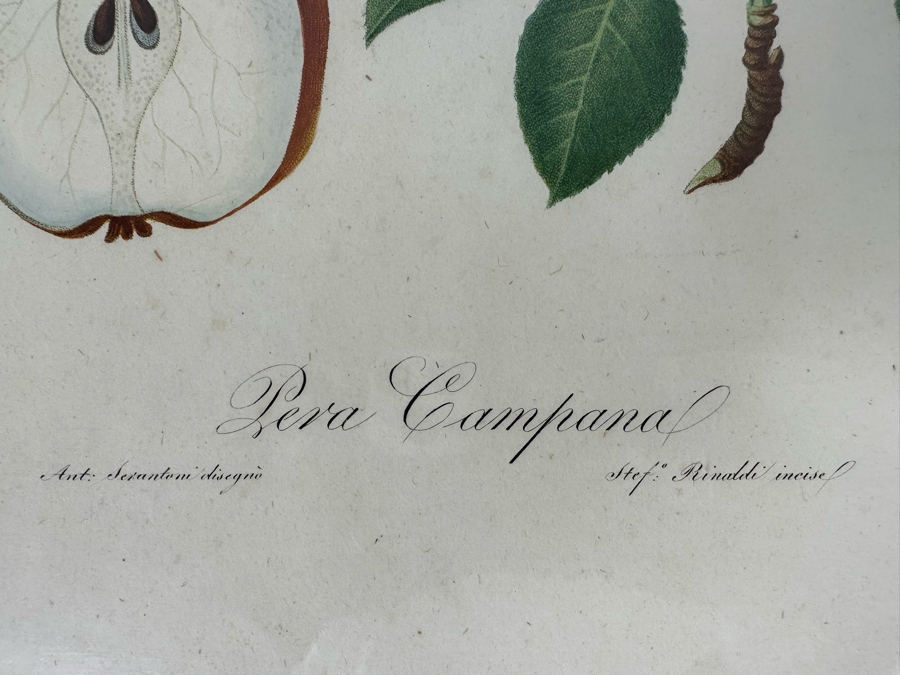 Giorgio Gallesio (1772-1839, Italian Botanist) Pomona Italiana, Ossia Trattato Degli Alberi Fruttiferi (Treatise On Fruit Trees) Original Antique Hand-Colored Engraving From Folio Incl Text Describing Fruit Framed 13.5 X 19 RARE $600+ [Photo 11]