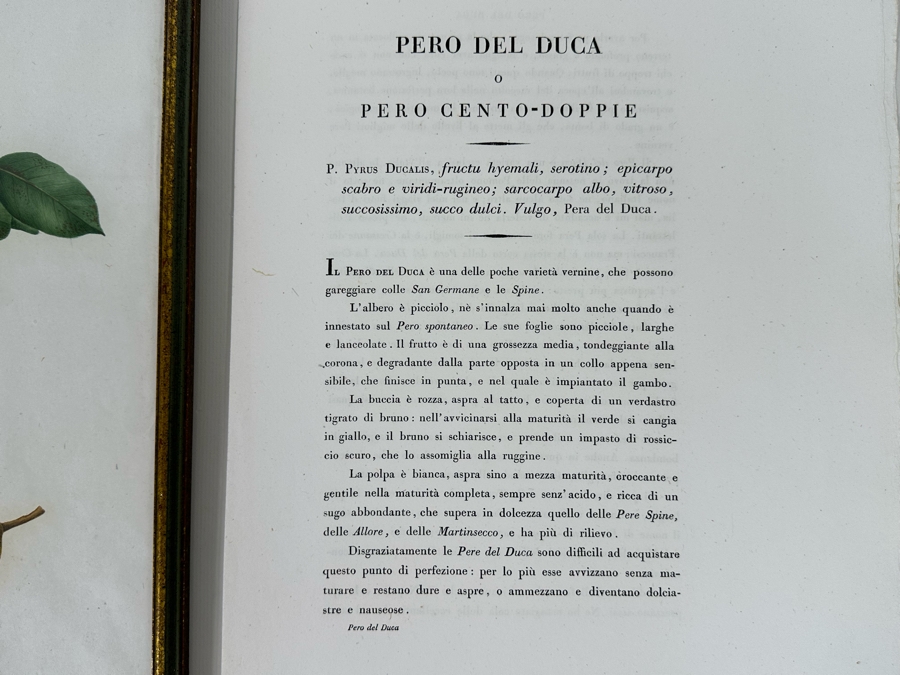 Giorgio Gallesio (1772-1839, Italian Botanist) Pomona Italiana, Ossia Trattato Degli Alberi Fruttiferi (Treatise On Fruit Trees) Original Antique Hand-Colored Engraving From Folio Incl Text Describing Fruit Framed 13.5 X 19 RARE $600+ [Photo 12]