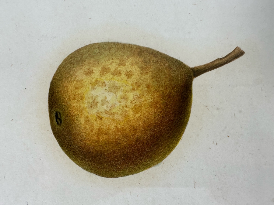 Giorgio Gallesio (1772-1839, Italian Botanist) Pomona Italiana, Ossia Trattato Degli Alberi Fruttiferi (Treatise On Fruit Trees) Original Antique Hand-Colored Engraving From Folio Incl Text Describing Fruit Framed 13.5 X 19 RARE $600+ [Photo 9]