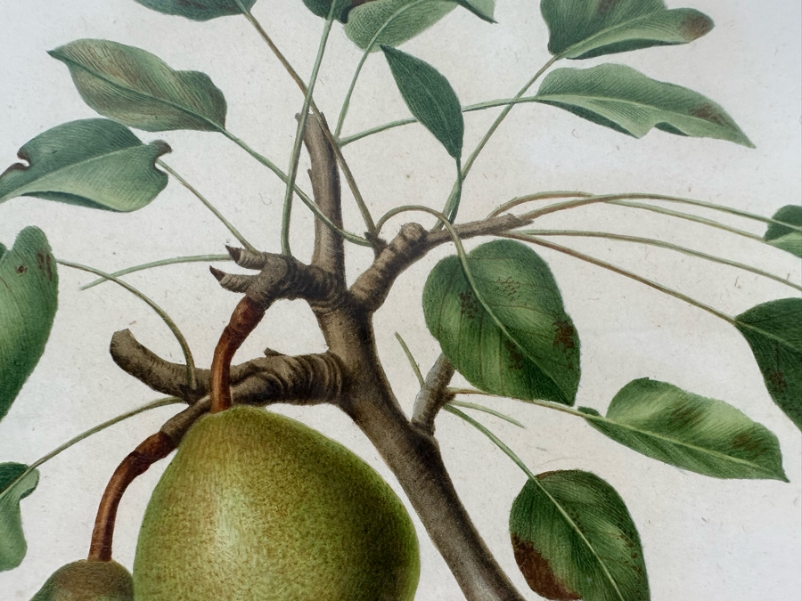 Giorgio Gallesio (1772-1839, Italian Botanist) Pomona Italiana, Ossia Trattato Degli Alberi Fruttiferi (Treatise On Fruit Trees) Original Antique Hand-Colored Engraving From Folio Incl Text Describing Fruit Framed 13.5 X 19 RARE $600+ [Photo 6]