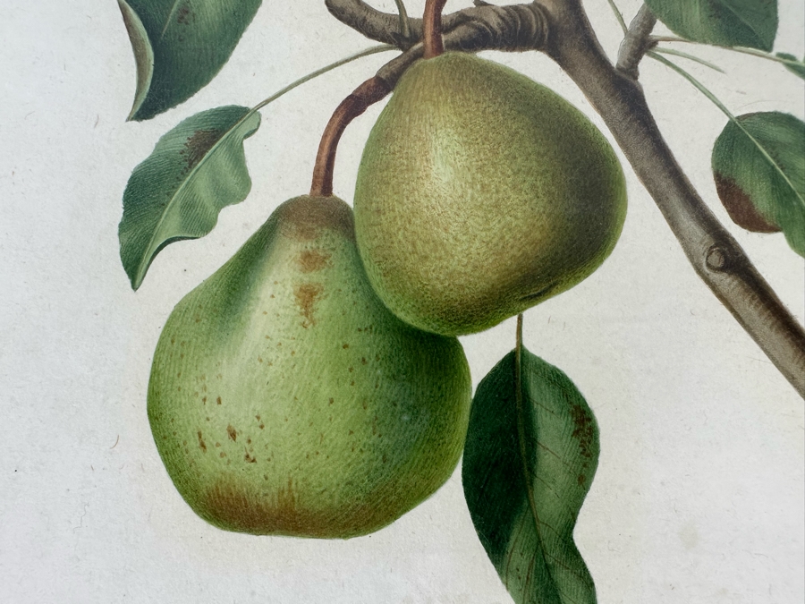 Giorgio Gallesio (1772-1839, Italian Botanist) Pomona Italiana, Ossia Trattato Degli Alberi Fruttiferi (Treatise On Fruit Trees) Original Antique Hand-Colored Engraving From Folio Incl Text Describing Fruit Framed 13.5 X 19 RARE $600+ [Photo 5]