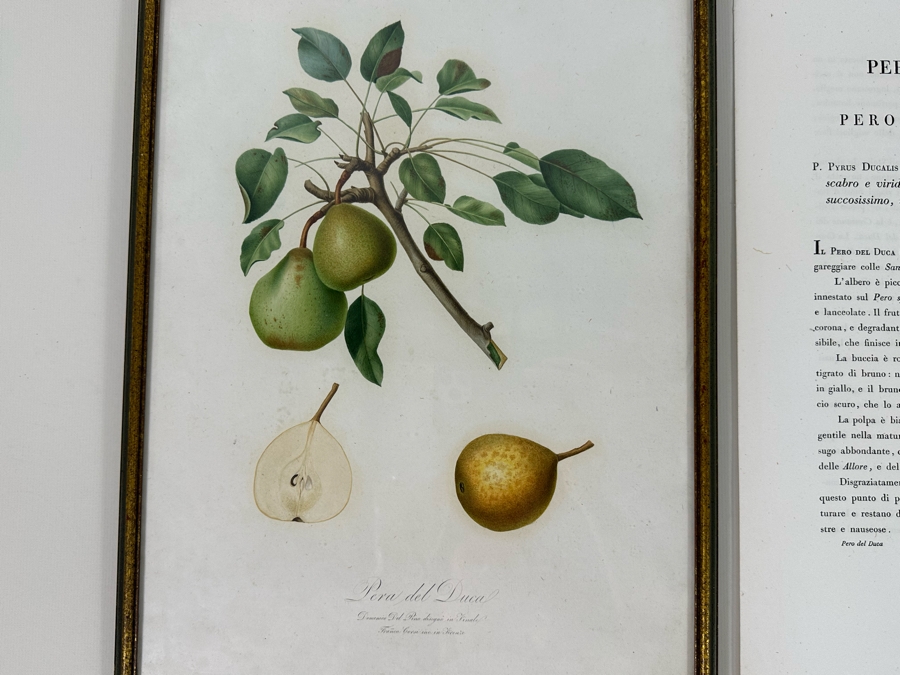 Giorgio Gallesio (1772-1839, Italian Botanist) Pomona Italiana, Ossia Trattato Degli Alberi Fruttiferi (Treatise On Fruit Trees) Original Antique Hand-Colored Engraving From Folio Incl Text Describing Fruit Framed 13.5 X 19 RARE $600+ [Photo 4]
