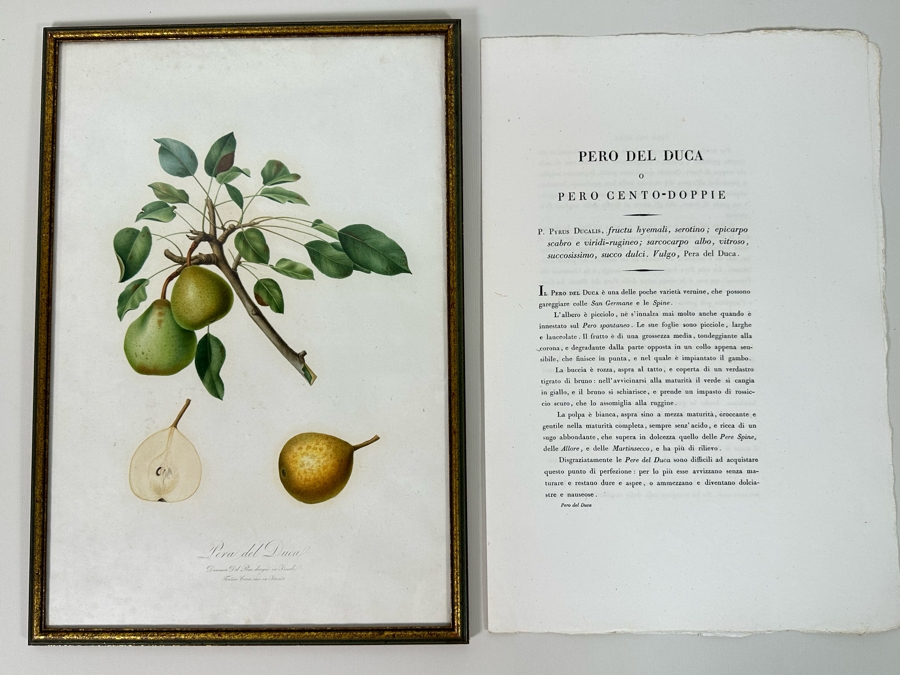 Giorgio Gallesio (1772-1839, Italian Botanist) Pomona Italiana, Ossia Trattato Degli Alberi Fruttiferi (Treatise On Fruit Trees) Original Antique Hand-Colored Engraving From Folio Incl Text Describing Fruit Framed 13.5 X 19 RARE $600+ [Photo 2]