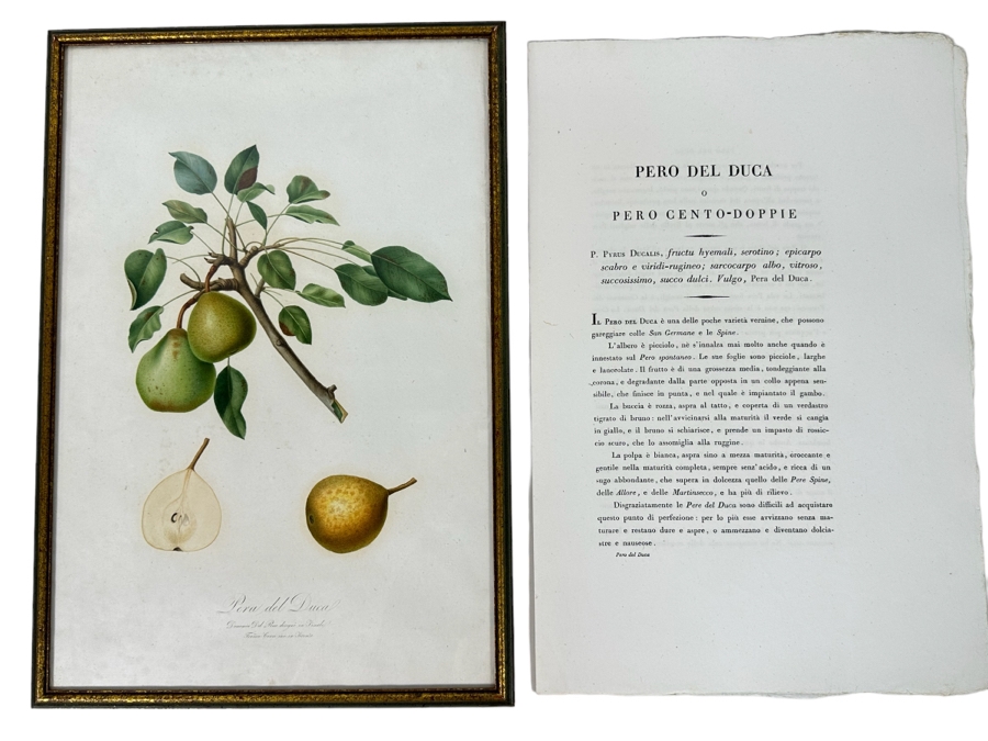 Giorgio Gallesio (1772-1839, Italian Botanist) Pomona Italiana, Ossia Trattato Degli Alberi Fruttiferi (Treatise On Fruit Trees) Original Antique Hand-Colored Engraving From Folio Incl Text Describing Fruit Framed 13.5 X 19 RARE $600+ [Photo 1]