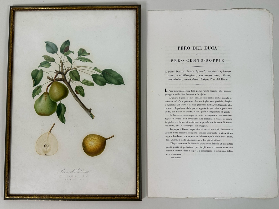 Giorgio Gallesio (1772-1839, Italian Botanist) Pomona Italiana, Ossia Trattato Degli Alberi Fruttiferi (Treatise On Fruit Trees) Original Antique Hand-Colored Engraving From Folio Incl Text Describing Fruit Framed 13.5 X 19 RARE $600+ [Photo 3]