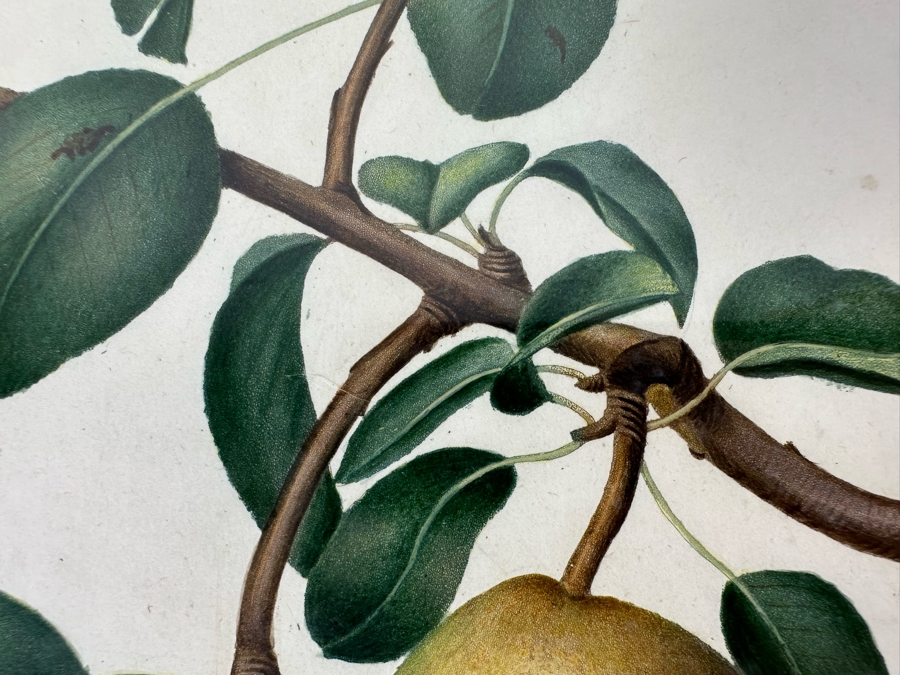 Giorgio Gallesio (1772-1839, Italian Botanist) Pomona Italiana, Ossia Trattato Degli Alberi Fruttiferi (Treatise On Fruit Trees) Original Antique Hand-Colored Engraving From Folio Incl Text Describing Fruit Framed 13.5 X 19 RARE $600+ [Photo 7]