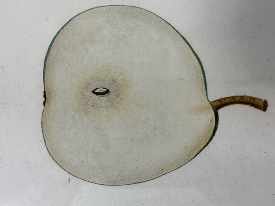 Giorgio Gallesio (1772-1839, Italian Botanist) Pomona Italiana, Ossia Trattato Degli Alberi Fruttiferi (Treatise On Fruit Trees) Original Antique Hand-Colored Engraving From Folio Incl Text Describing Fruit Framed 13.5 X 19 RARE $600+ [Photo 9]