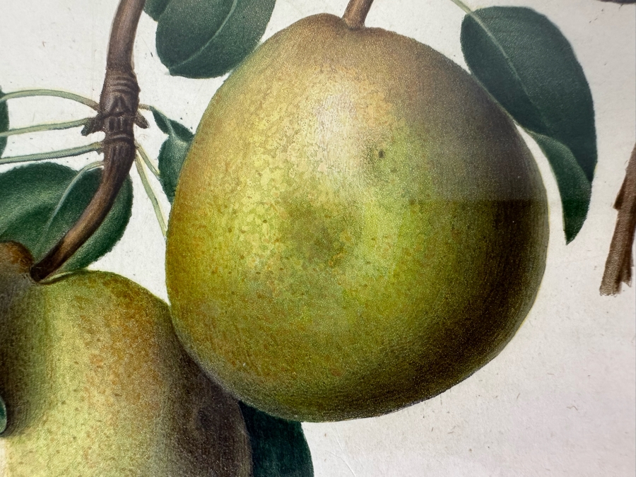 Giorgio Gallesio (1772-1839, Italian Botanist) Pomona Italiana, Ossia Trattato Degli Alberi Fruttiferi (Treatise On Fruit Trees) Original Antique Hand-Colored Engraving From Folio Incl Text Describing Fruit Framed 13.5 X 19 RARE $600+ [Photo 6]