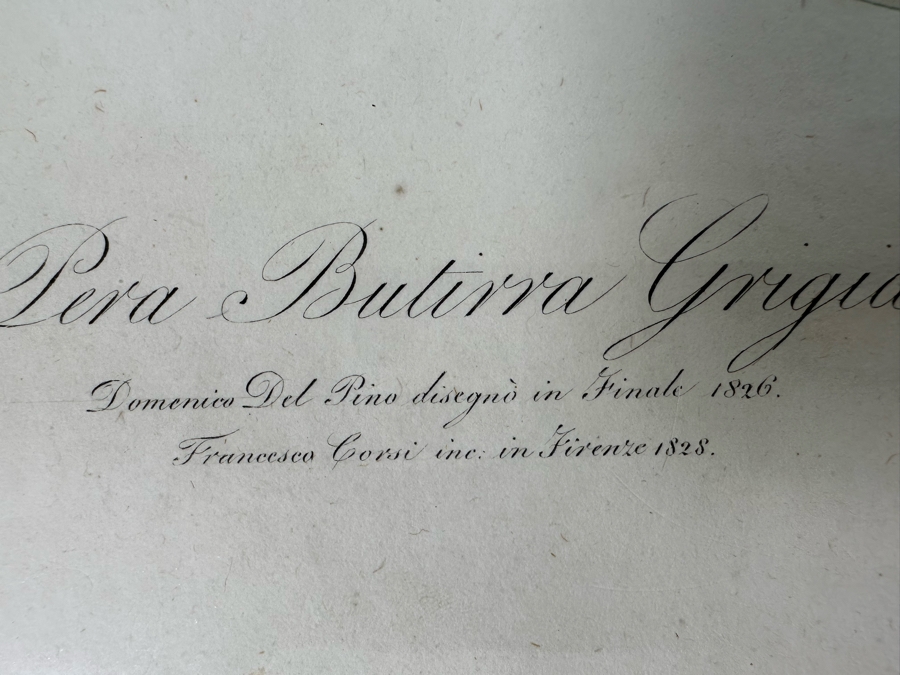 Giorgio Gallesio (1772-1839, Italian Botanist) Pomona Italiana, Ossia Trattato Degli Alberi Fruttiferi (Treatise On Fruit Trees) Original Antique Hand-Colored Engraving From Folio Incl Text Describing Fruit Framed 13.5 X 19 RARE $600+ [Photo 11]
