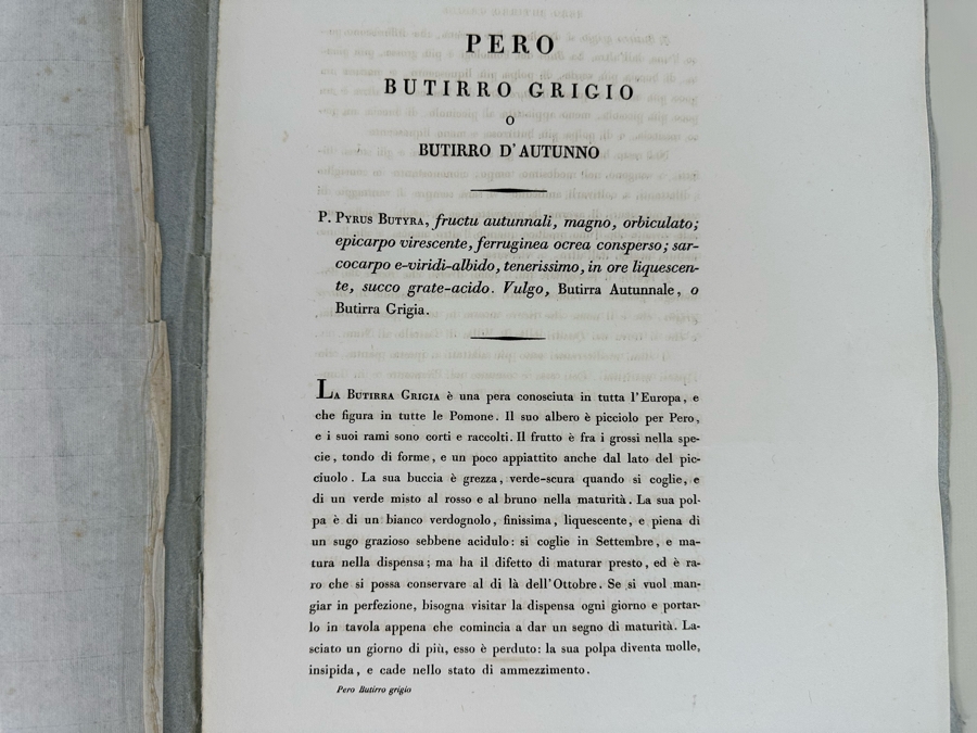 Giorgio Gallesio (1772-1839, Italian Botanist) Pomona Italiana, Ossia Trattato Degli Alberi Fruttiferi (Treatise On Fruit Trees) Original Antique Hand-Colored Engraving From Folio Incl Text Describing Fruit Framed 13.5 X 19 RARE $600+ [Photo 13]