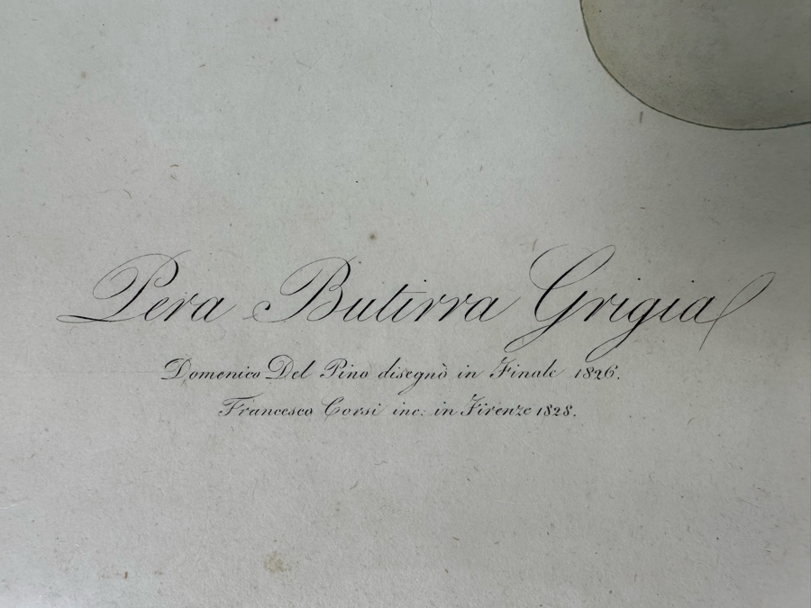 Giorgio Gallesio (1772-1839, Italian Botanist) Pomona Italiana, Ossia Trattato Degli Alberi Fruttiferi (Treatise On Fruit Trees) Original Antique Hand-Colored Engraving From Folio Incl Text Describing Fruit Framed 13.5 X 19 RARE $600+ [Photo 10]