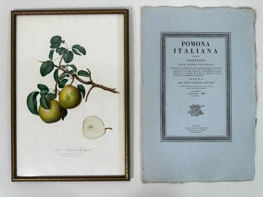 Giorgio Gallesio (1772-1839, Italian Botanist) Pomona Italiana, Ossia Trattato Degli Alberi Fruttiferi (Treatise On Fruit Trees) Original Antique Hand-Colored Engraving From Folio Incl Text Describing Fruit Framed 13.5 X 19 RARE $600+ [Photo 2]