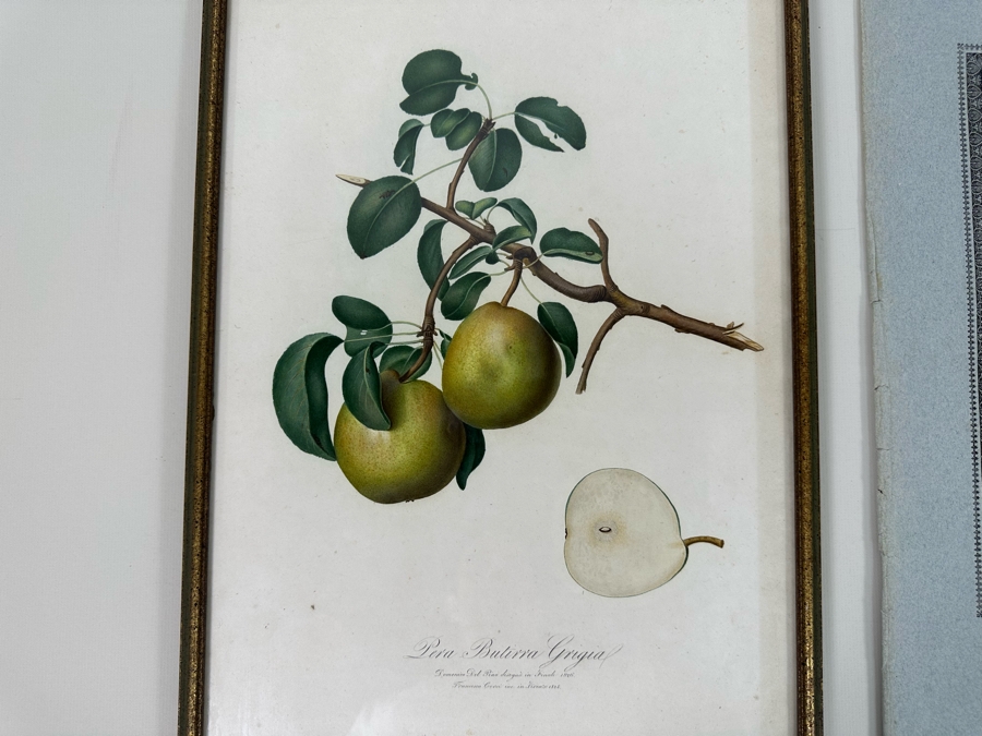 Giorgio Gallesio (1772-1839, Italian Botanist) Pomona Italiana, Ossia Trattato Degli Alberi Fruttiferi (Treatise On Fruit Trees) Original Antique Hand-Colored Engraving From Folio Incl Text Describing Fruit Framed 13.5 X 19 RARE $600+ [Photo 4]