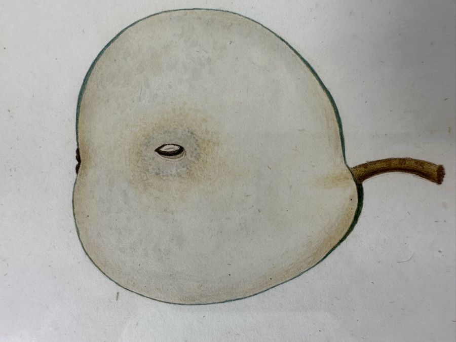 Giorgio Gallesio (1772-1839, Italian Botanist) Pomona Italiana, Ossia Trattato Degli Alberi Fruttiferi (Treatise On Fruit Trees) Original Antique Hand-Colored Engraving From Folio Incl Text Describing Fruit Framed 13.5 X 19 RARE $600+ [Photo 8]