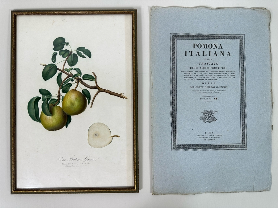 Giorgio Gallesio (1772-1839, Italian Botanist) Pomona Italiana, Ossia Trattato Degli Alberi Fruttiferi (Treatise On Fruit Trees) Original Antique Hand-Colored Engraving From Folio Incl Text Describing Fruit Framed 13.5 X 19 RARE $600+ [Photo 3]