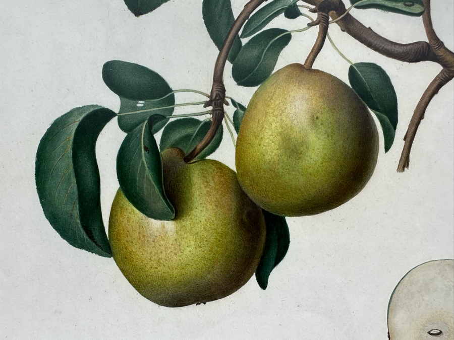 Giorgio Gallesio (1772-1839, Italian Botanist) Pomona Italiana, Ossia Trattato Degli Alberi Fruttiferi (Treatise On Fruit Trees) Original Antique Hand-Colored Engraving From Folio Incl Text Describing Fruit Framed 13.5 X 19 RARE $600+ [Photo 5]