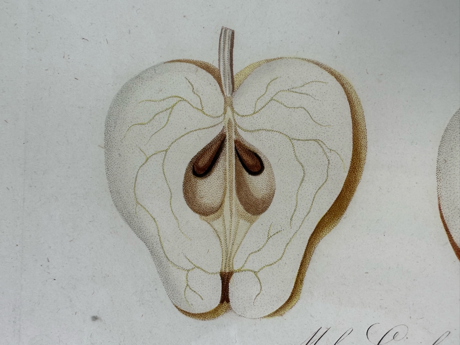 Giorgio Gallesio (1772-1839, Italian Botanist) Pomona Italiana, Ossia Trattato Degli Alberi Fruttiferi (Treatise On Fruit Trees) Original Antique Hand-Colored Engraving From Folio Incl Text Describing Fruit Framed 13.5 X 19 RARE $600+ [Photo 7]