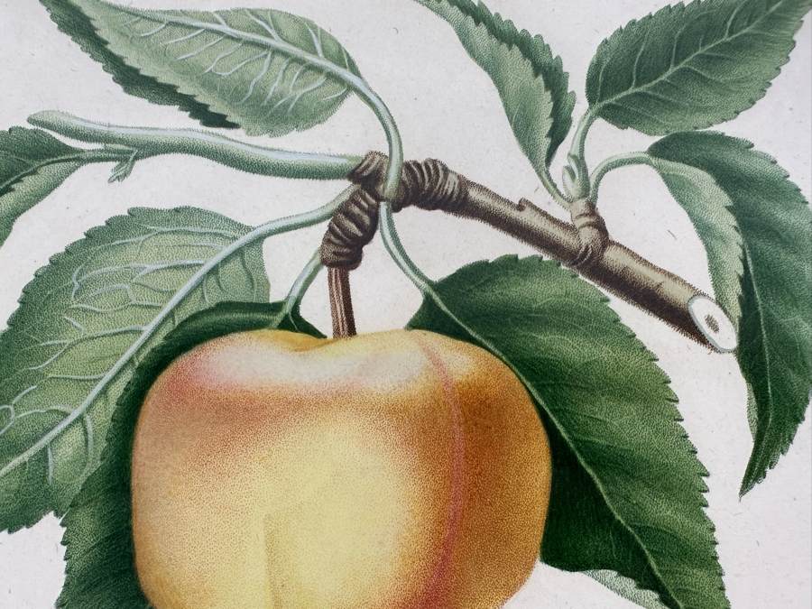 Giorgio Gallesio (1772-1839, Italian Botanist) Pomona Italiana, Ossia Trattato Degli Alberi Fruttiferi (Treatise On Fruit Trees) Original Antique Hand-Colored Engraving From Folio Incl Text Describing Fruit Framed 13.5 X 19 RARE $600+ [Photo 6]